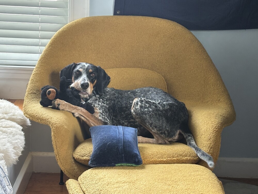 Available for Adoption - Smartie (located in USA), an adoptable English Setter, Vizsla in Chelsea, MI, 48118 | Photo Image 5