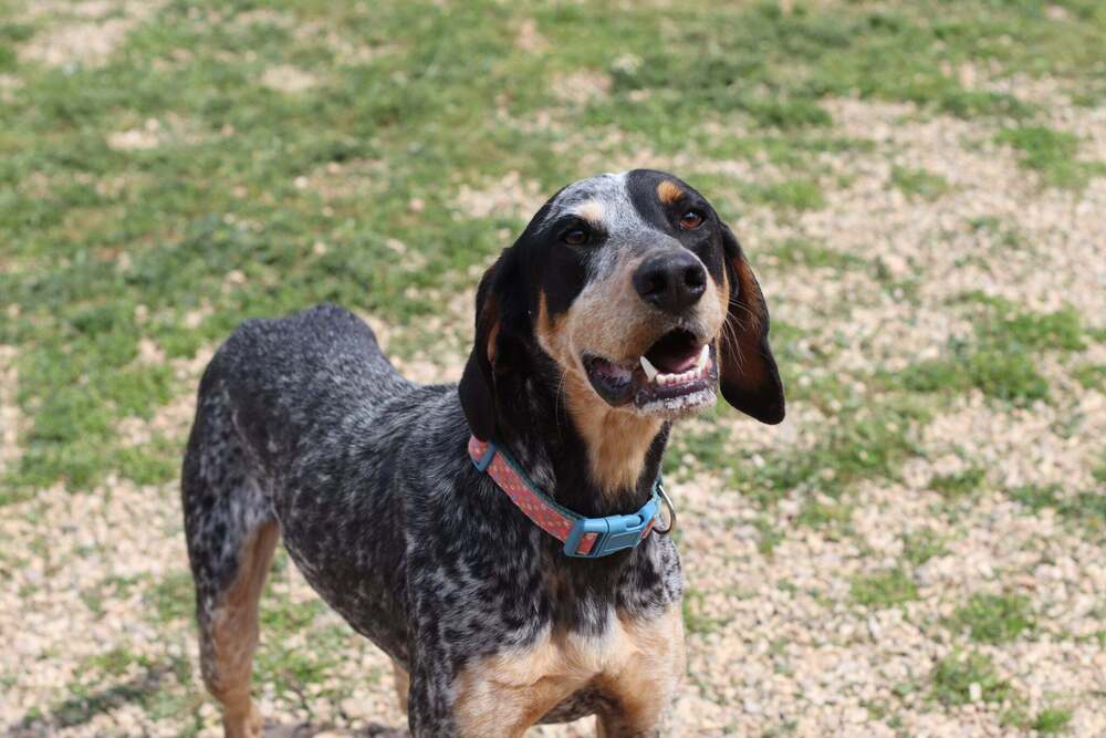 Available for Adoption - Smartie (located in USA), an adoptable English Setter, Vizsla in Chelsea, MI, 48118 | Photo Image 6
