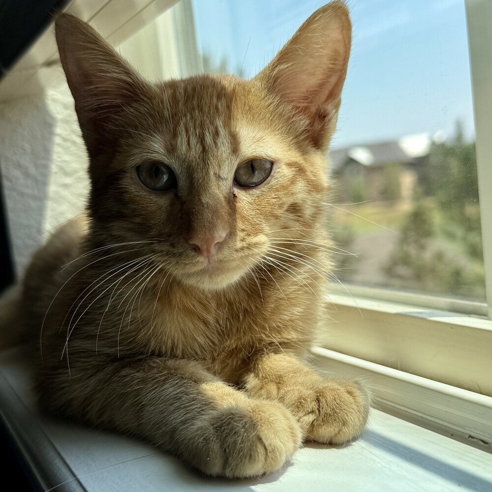 Theo, an adoptable Domestic Short Hair in Aurora, CO, 80016 | Photo Image 1