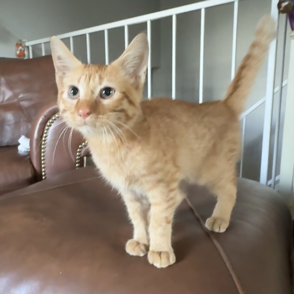 Theo, an adoptable Domestic Short Hair in Aurora, CO, 80016 | Photo Image 2