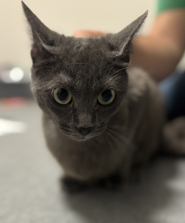 Momo *Barn Home Needed*