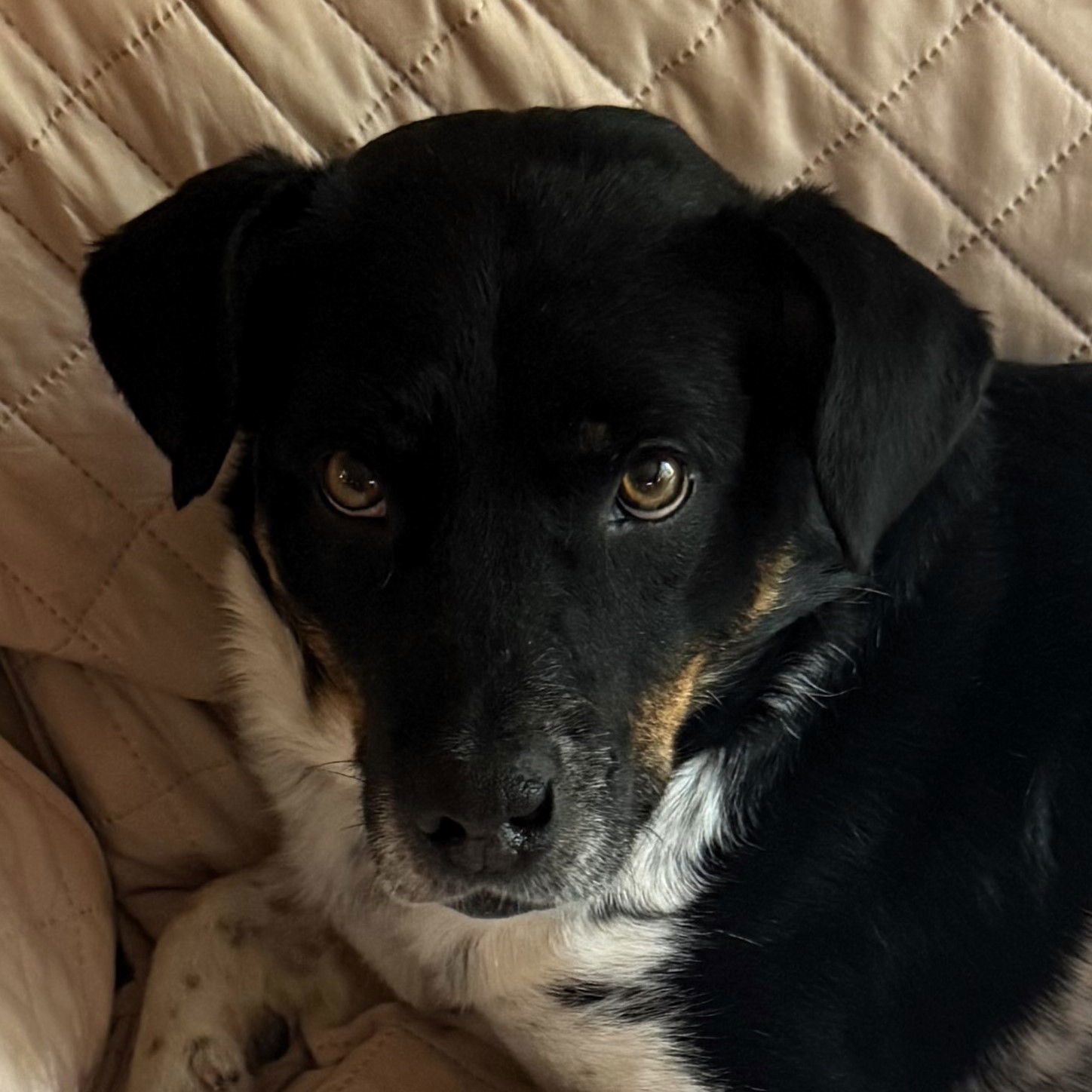 Zipline, an adoptable Cattle Dog in Fargo, ND, 58103 | Photo Image 1
