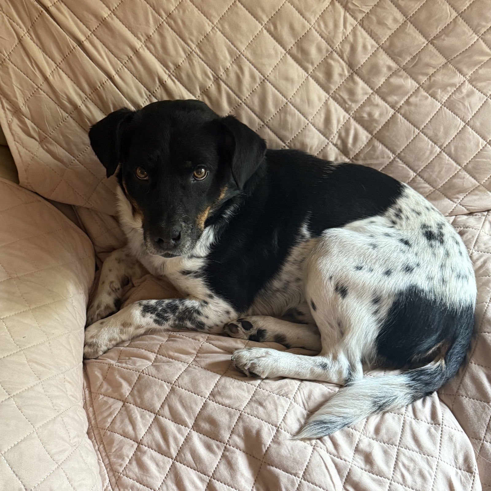 Zipline, an adoptable Cattle Dog in Fargo, ND, 58103 | Photo Image 2