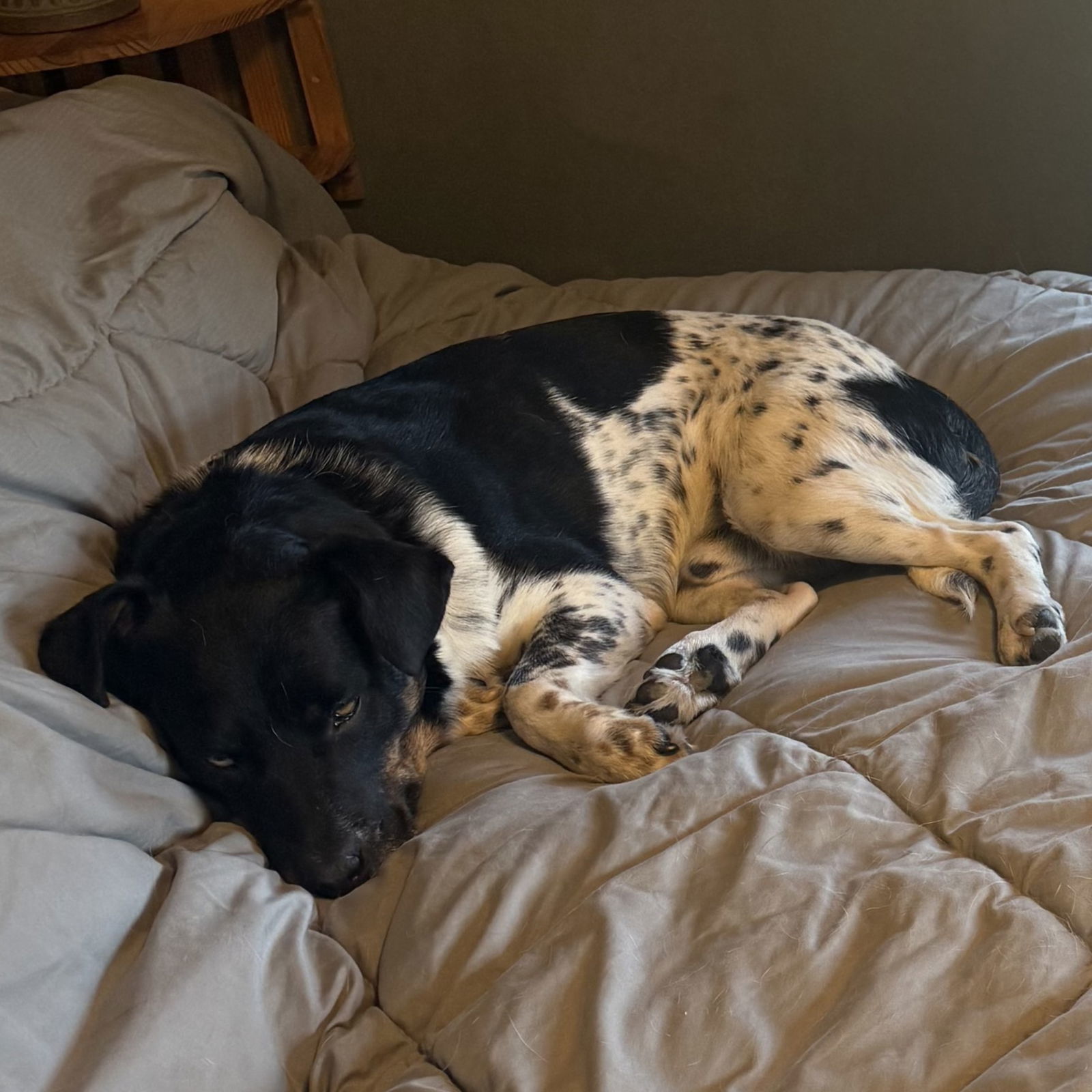 Zipline, an adoptable Cattle Dog in Fargo, ND, 58103 | Photo Image 3
