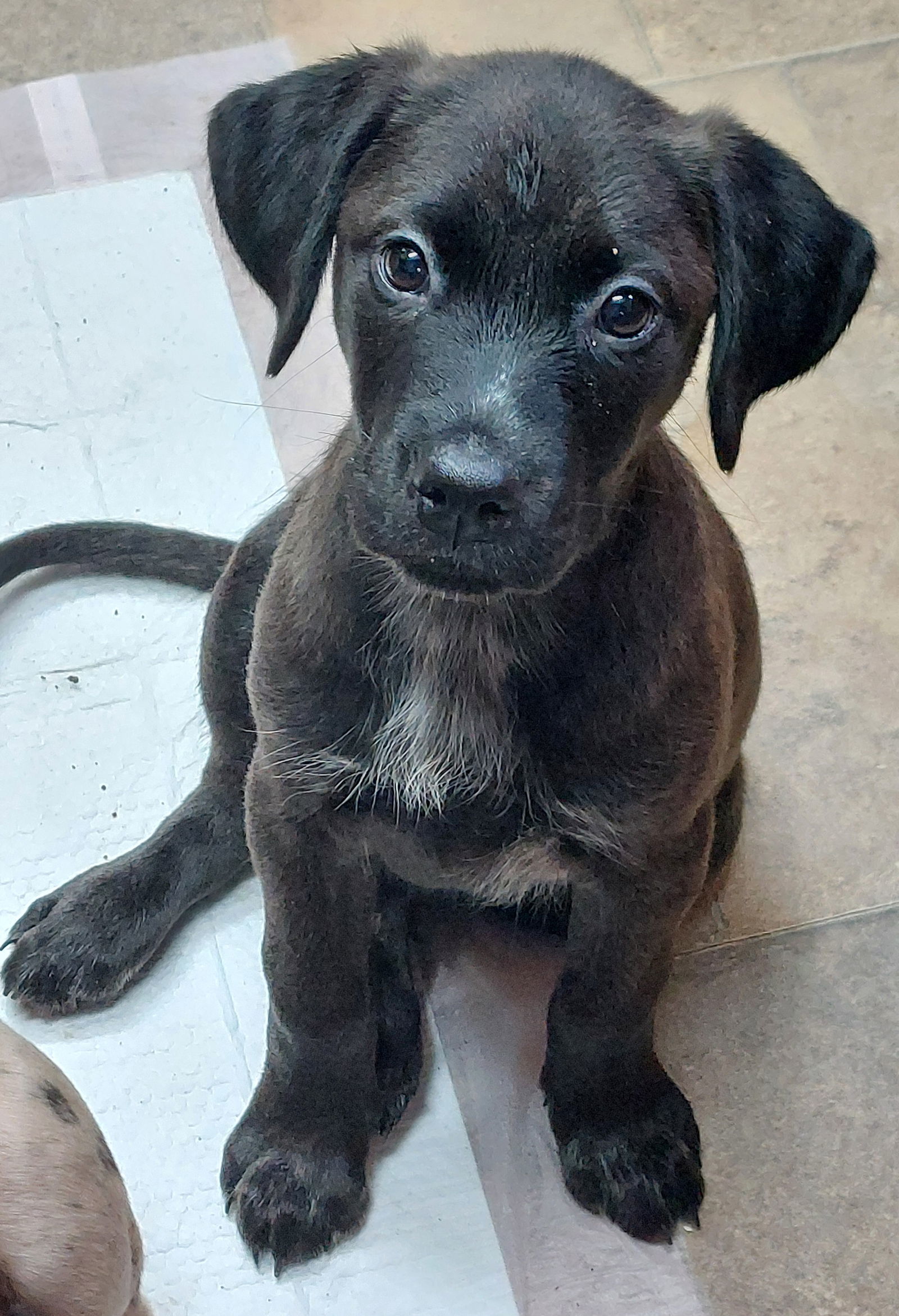Luca