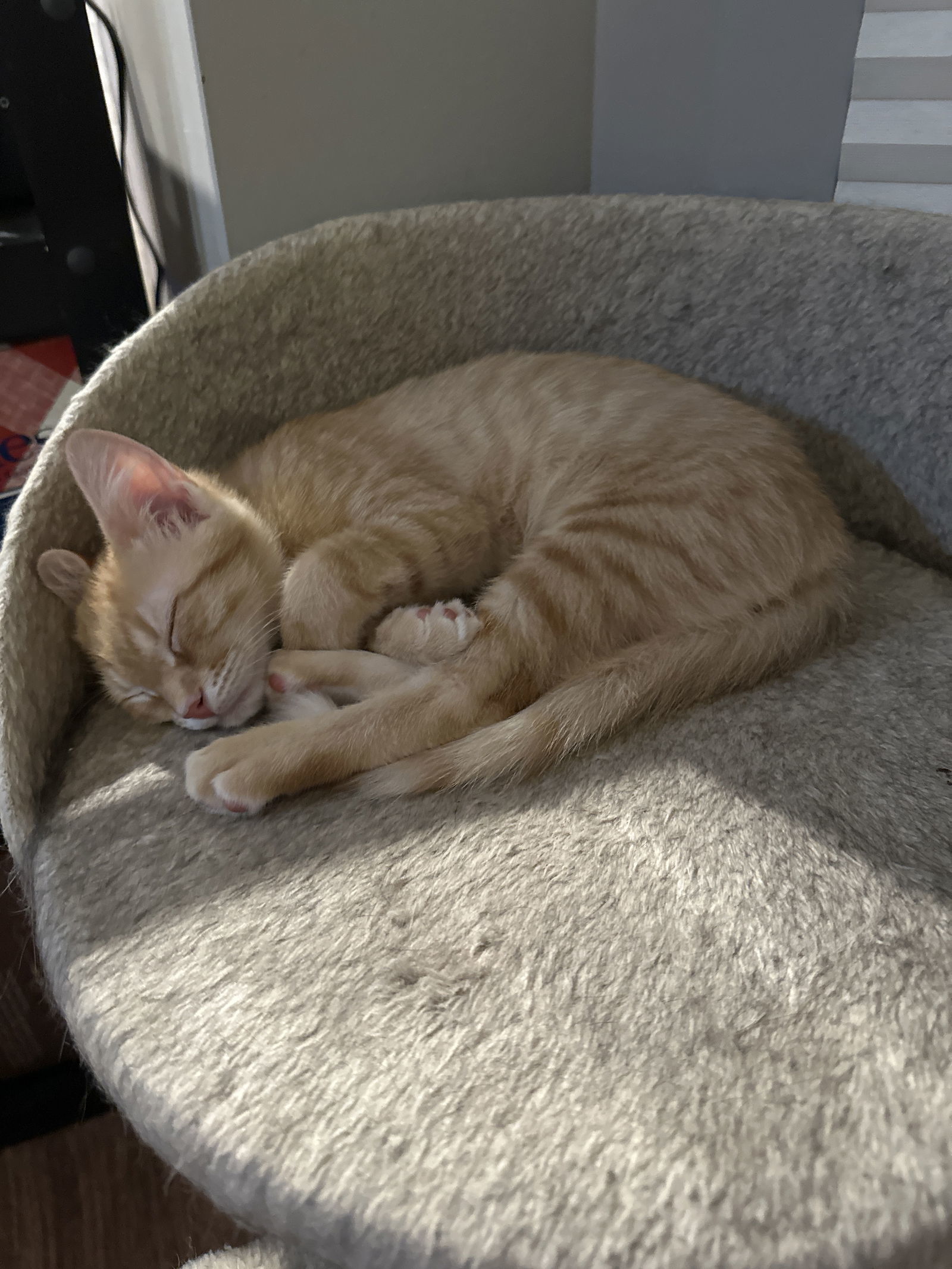 Bourke (must be adopted with Dooney)