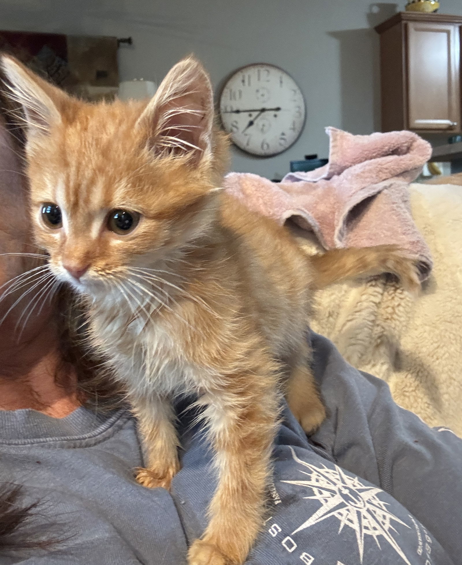 Bourke (must be adopted with Dooney)