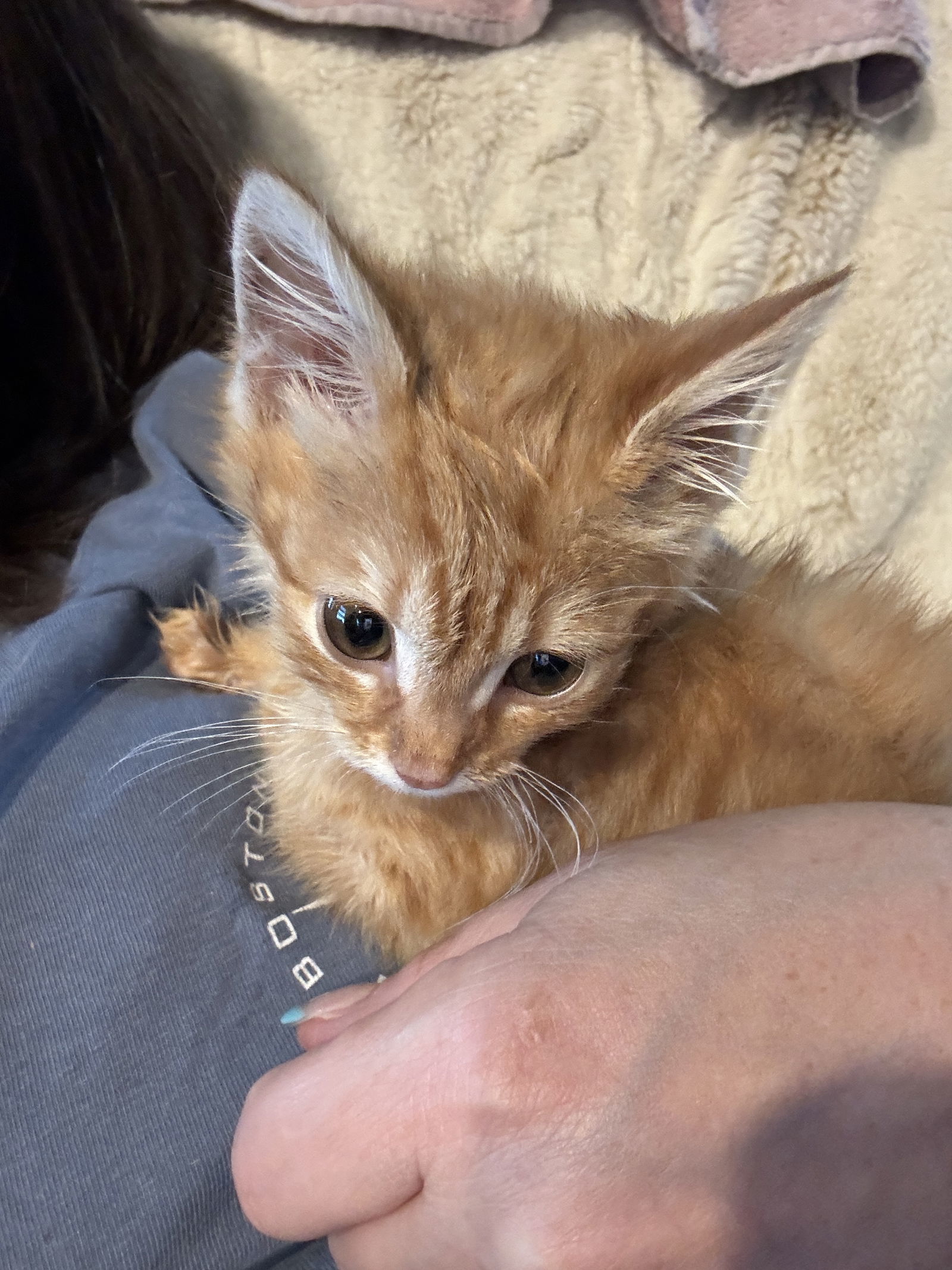 Bourke (must be adopted with Dooney)