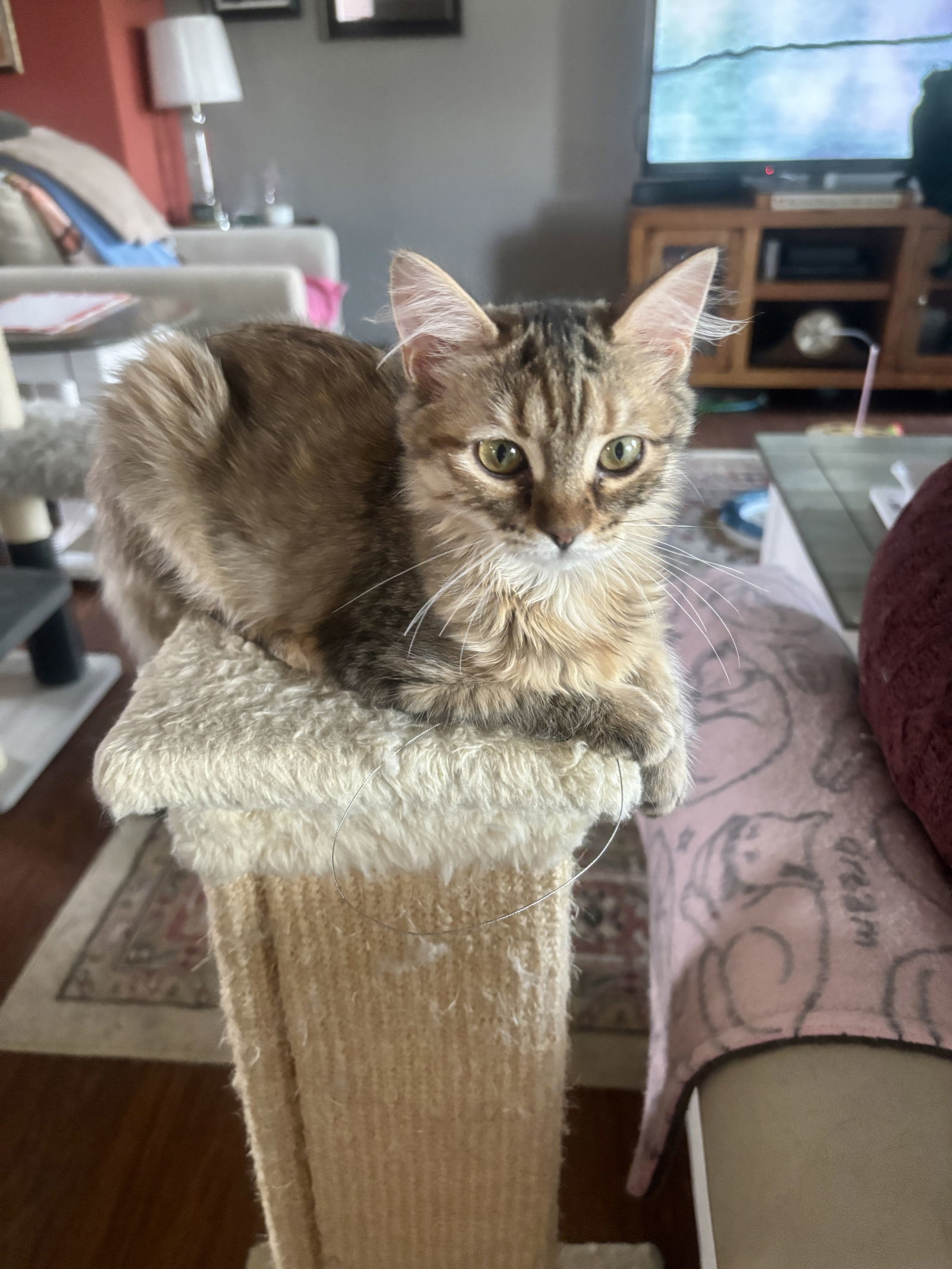 Dooney (must be adopted with Bourke)