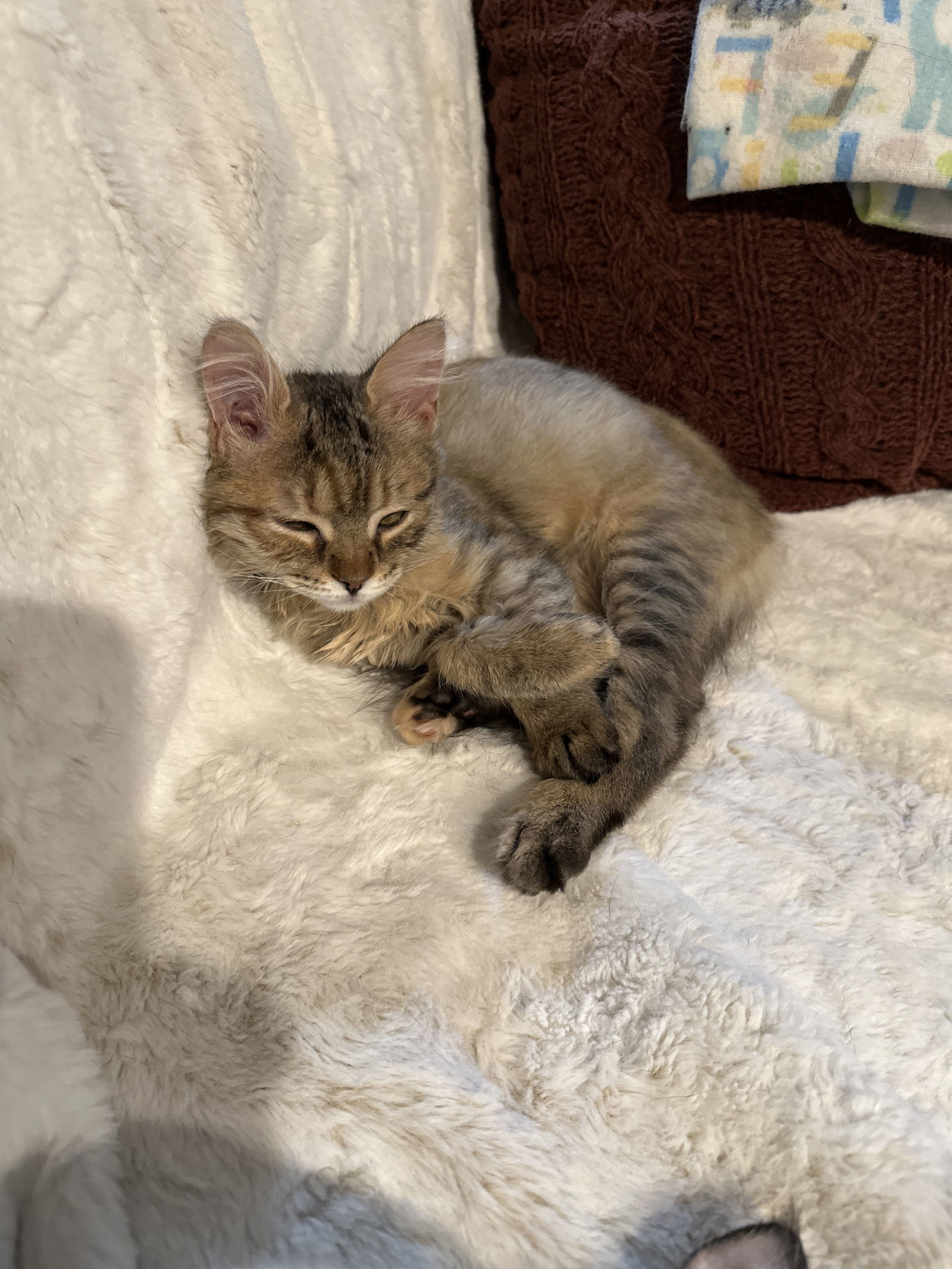 Dooney (must be adopted with Bourke)