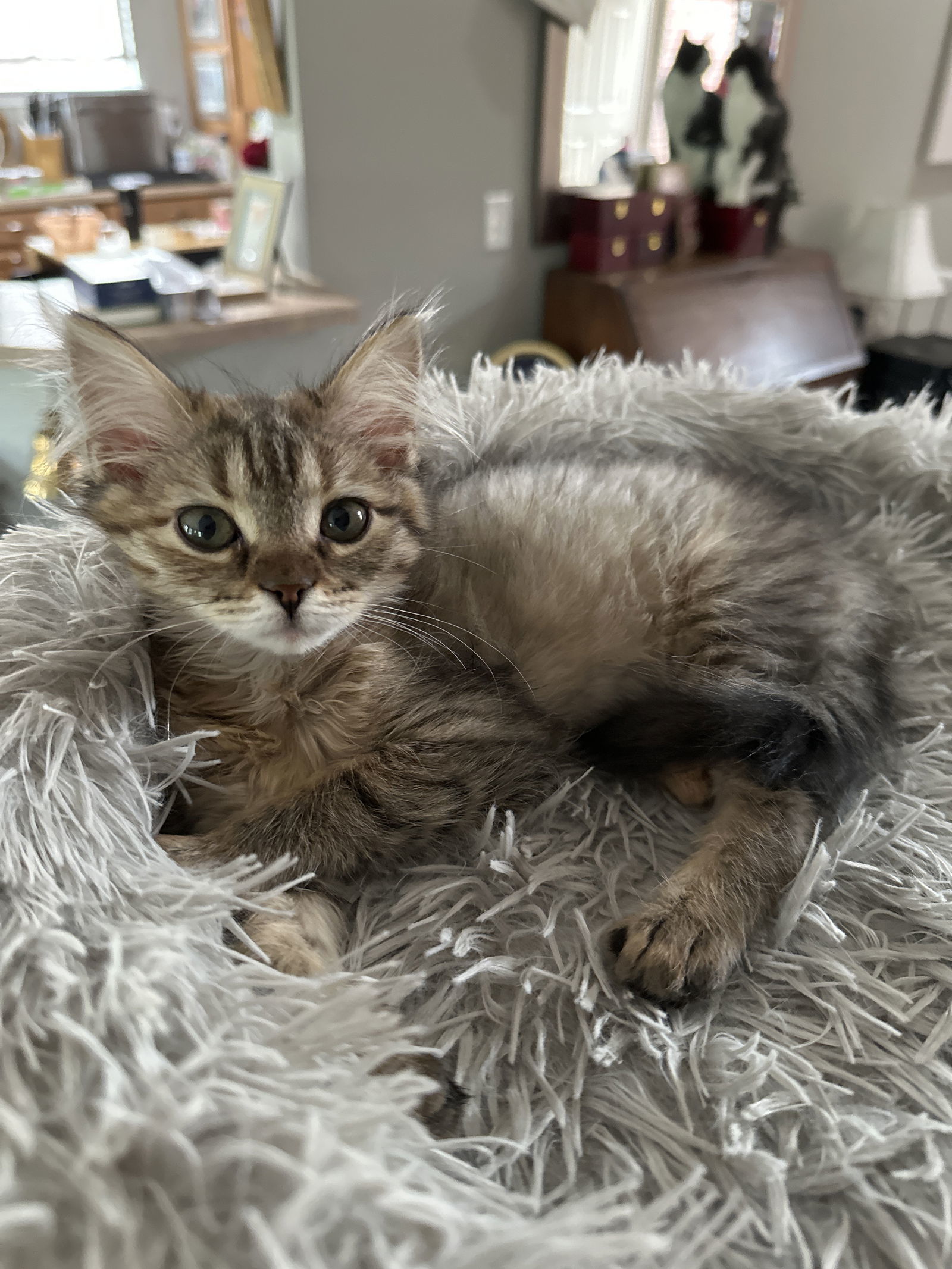 Dooney (must be adopted with Bourke)