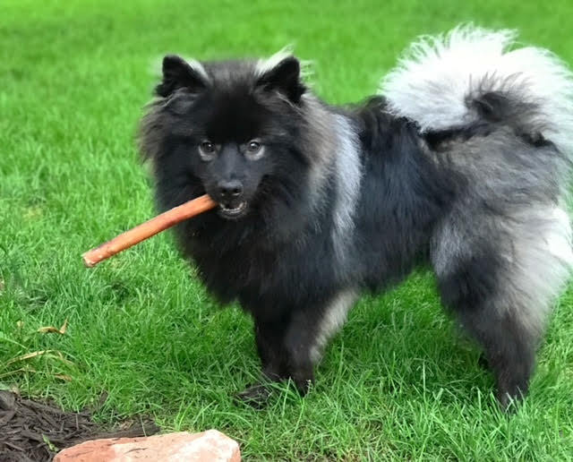 Steele, an adoptable Keeshond in Council Bluffs, IA, 51501 | Photo Image 1