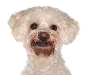 Max, Senior Male unknown