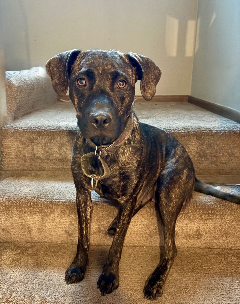 Pepper
