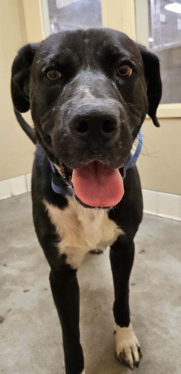 Pebbles, an adoptable Mixed Breed in Spokane Valley, WA, 99212 | Photo Image 1