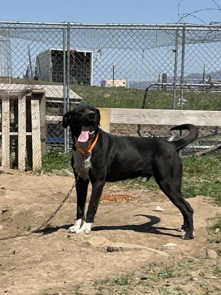 Pebbles, an adoptable Mixed Breed in Spokane Valley, WA, 99212 | Photo Image 2