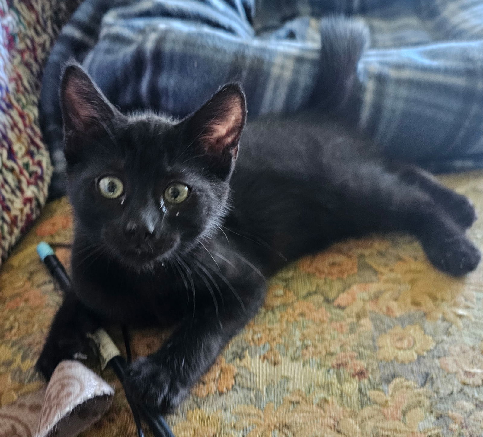 Cricket (bonded with Spyder)