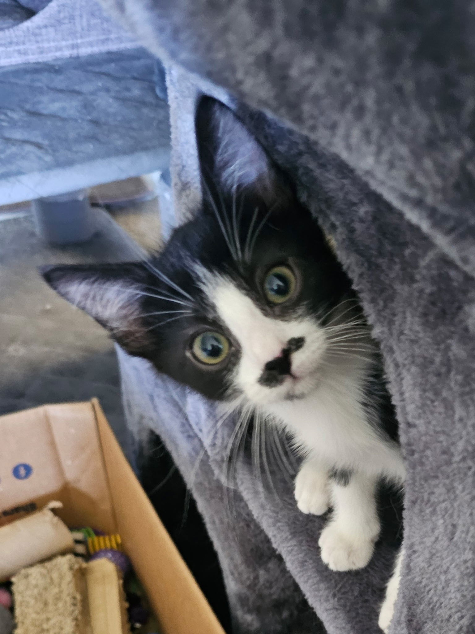 Spyder (bonded with Cricket)