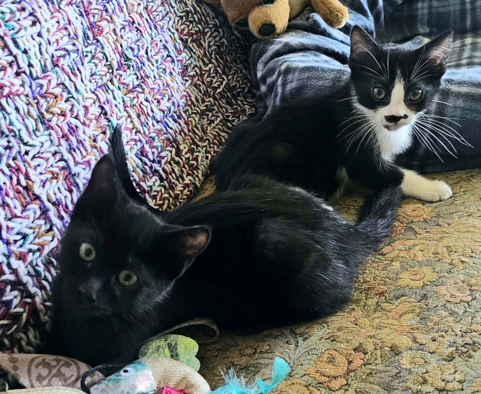 Spyder (bonded with Cricket)