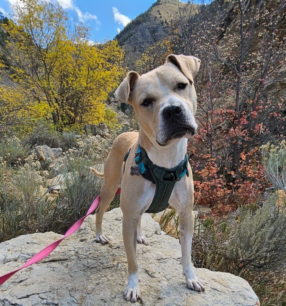Sarge, an adoptable American Staffordshire Terrier in Logan, UT, 84323 | Photo Image 1