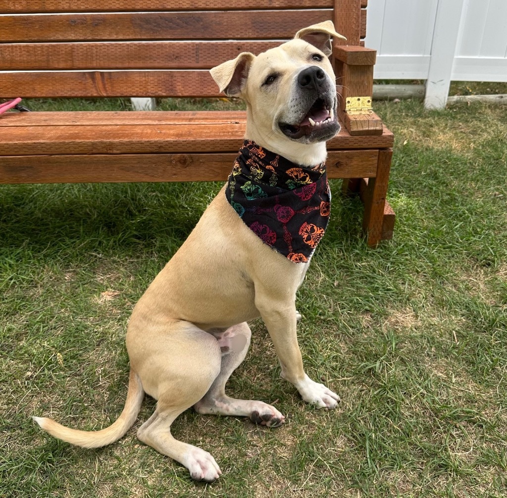 Sarge, an adoptable American Staffordshire Terrier in Logan, UT, 84323 | Photo Image 2