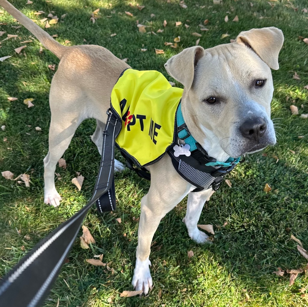 Sarge, an adoptable American Staffordshire Terrier in Logan, UT, 84323 | Photo Image 3