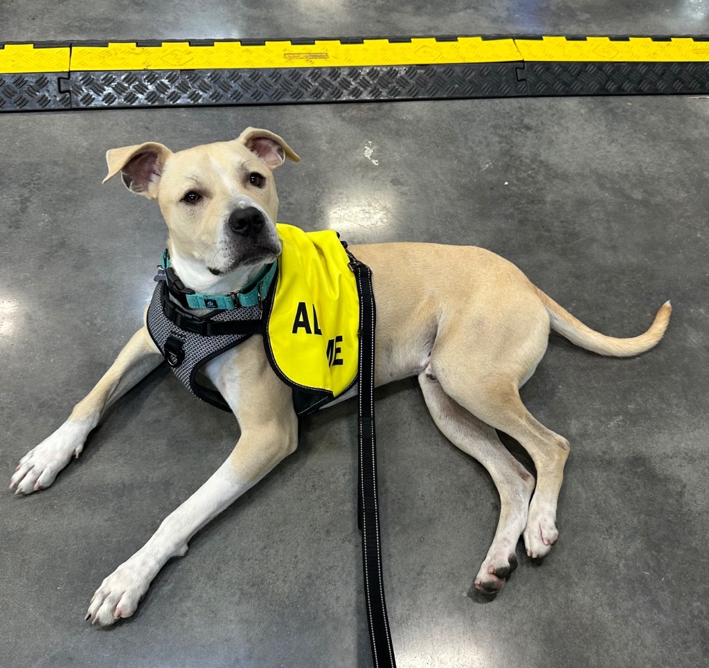 Sarge, an adoptable American Staffordshire Terrier in Logan, UT, 84323 | Photo Image 4