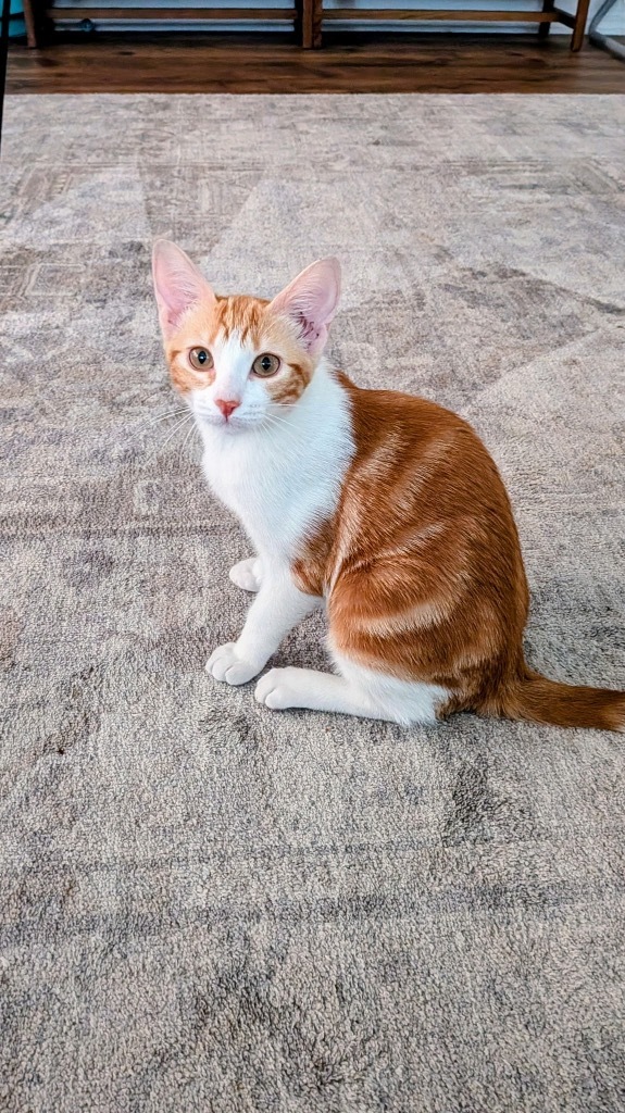 Merida