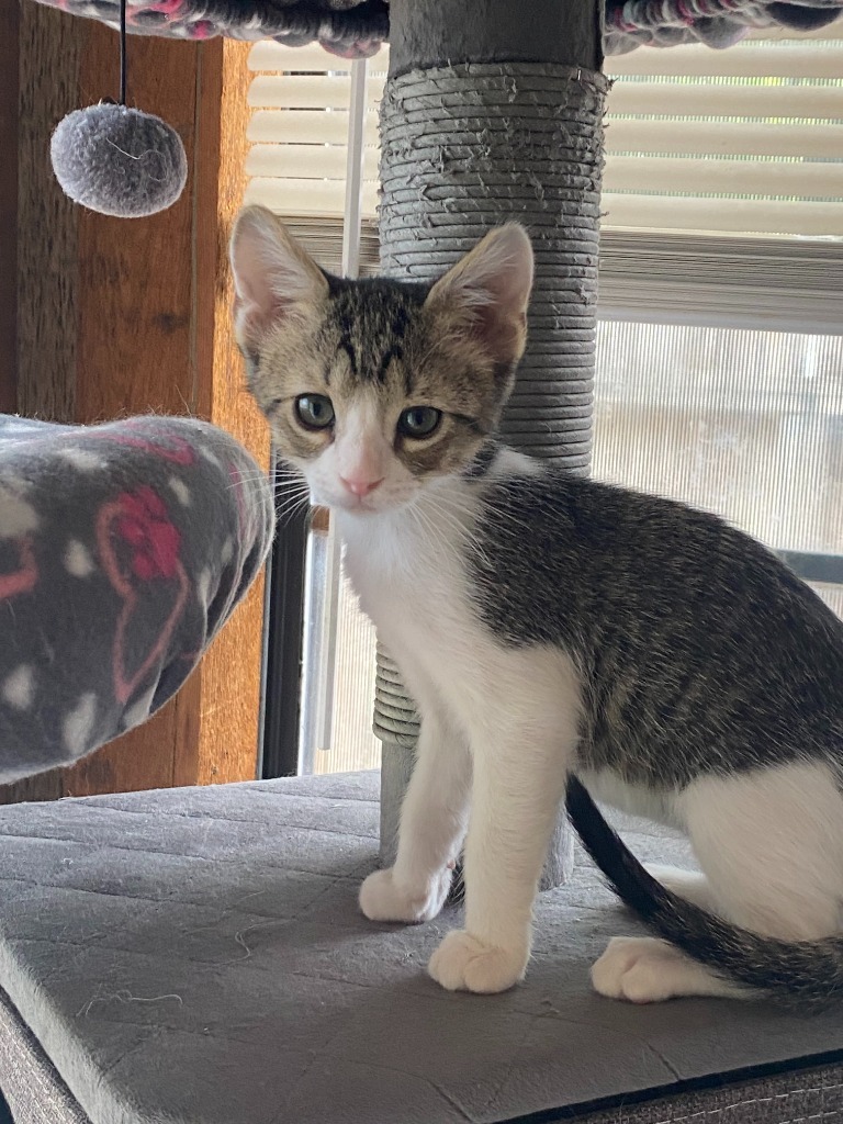 Purrsimmon