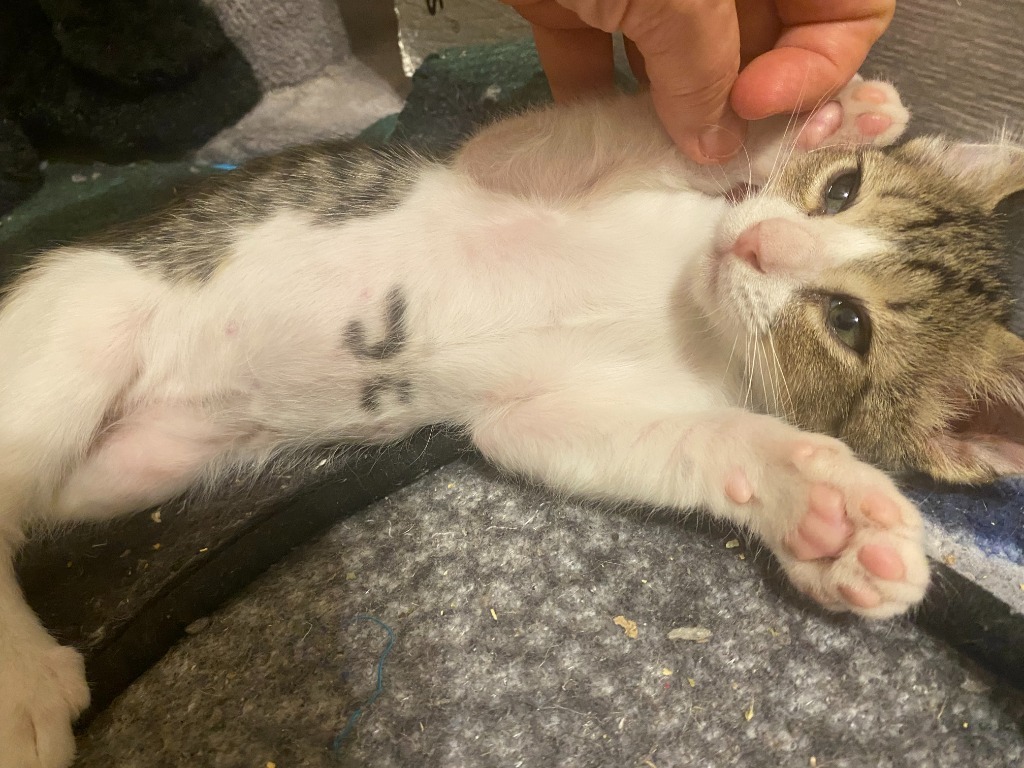 Purrsimmon