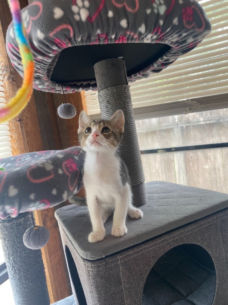 Purrsimmon