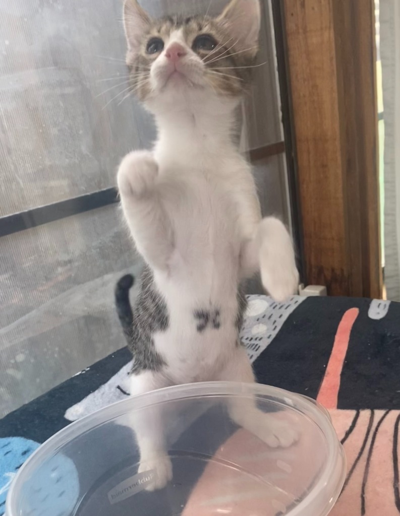 Purrsimmon
