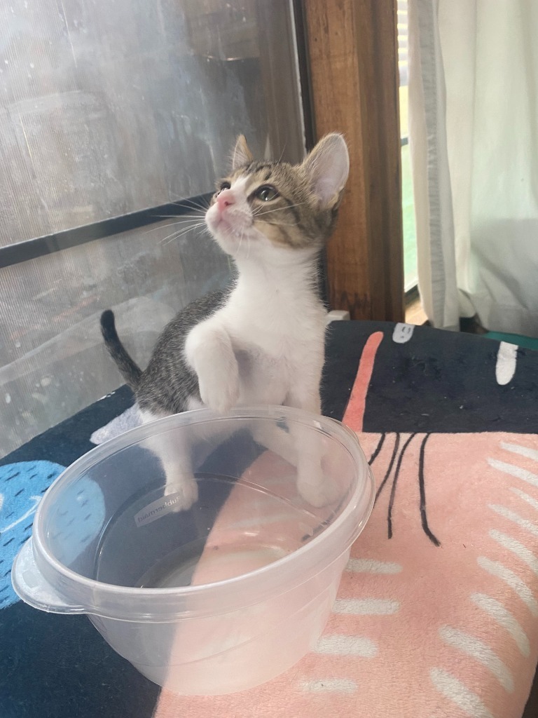 Purrsimmon