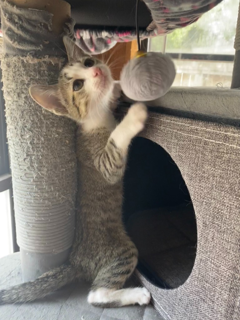Purriwinkle