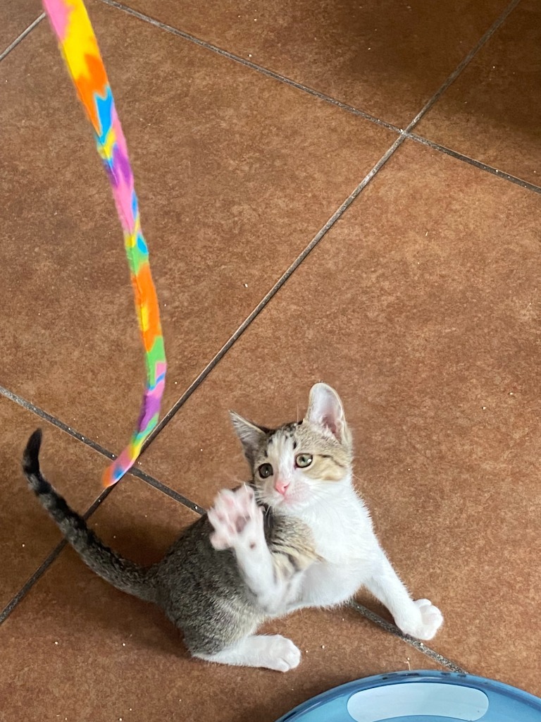 Purriwinkle
