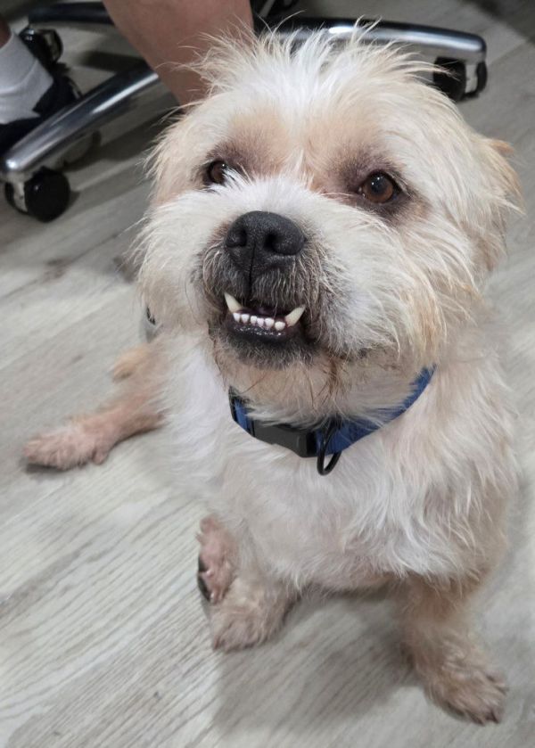 Tank The Man thumbnail 3