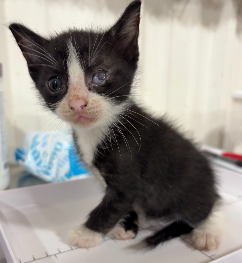 James, an adoptable Domestic Short Hair in Corpus Christi, TX, 78415 | Photo Image 3