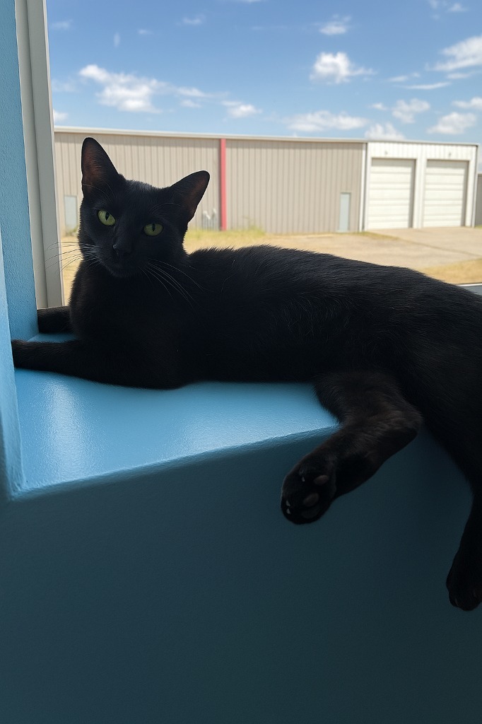 Hershey, an adoptable Domestic Short Hair in Corpus Christi, TX, 78415 | Photo Image 1