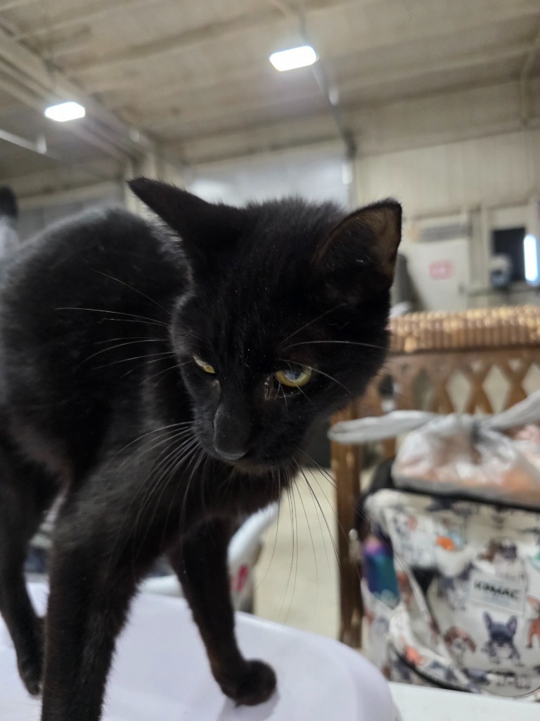 Hershey, an adoptable Domestic Short Hair in Corpus Christi, TX, 78415 | Photo Image 3