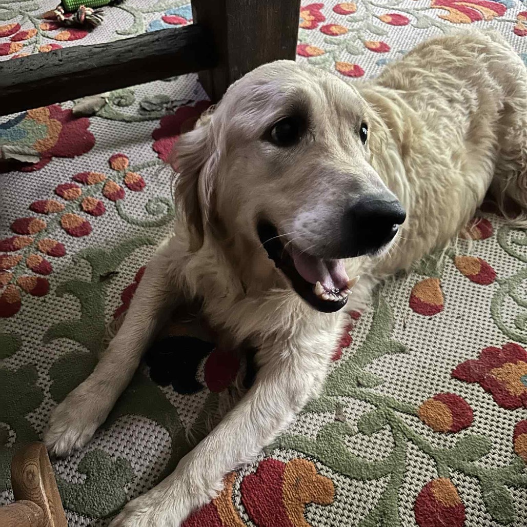 Saoirse