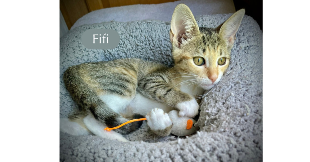 Fifi