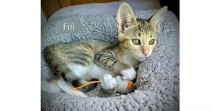 Fifi, Baby Female unknown