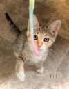 Fifi photo 2