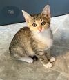 Fifi photo 4