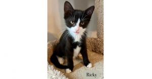 Ricky, Baby Male unknown
