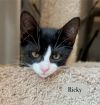 Ricky photo 2