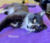 ROCCO photo 3