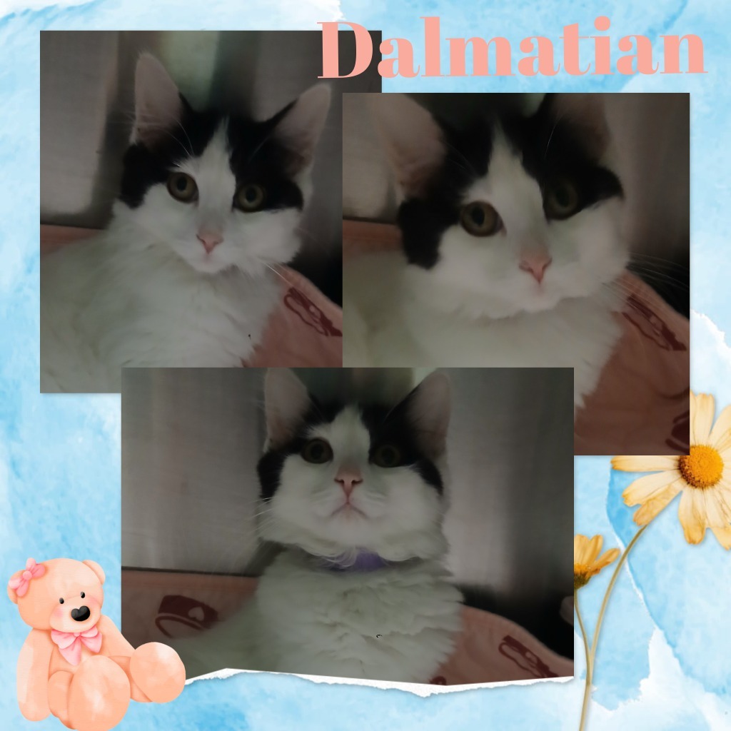Dalmatian