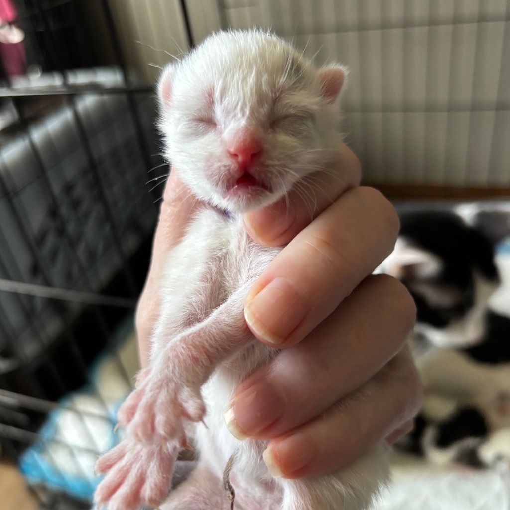 Skunk