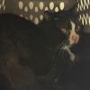 Funky Monkey RTO photo 1